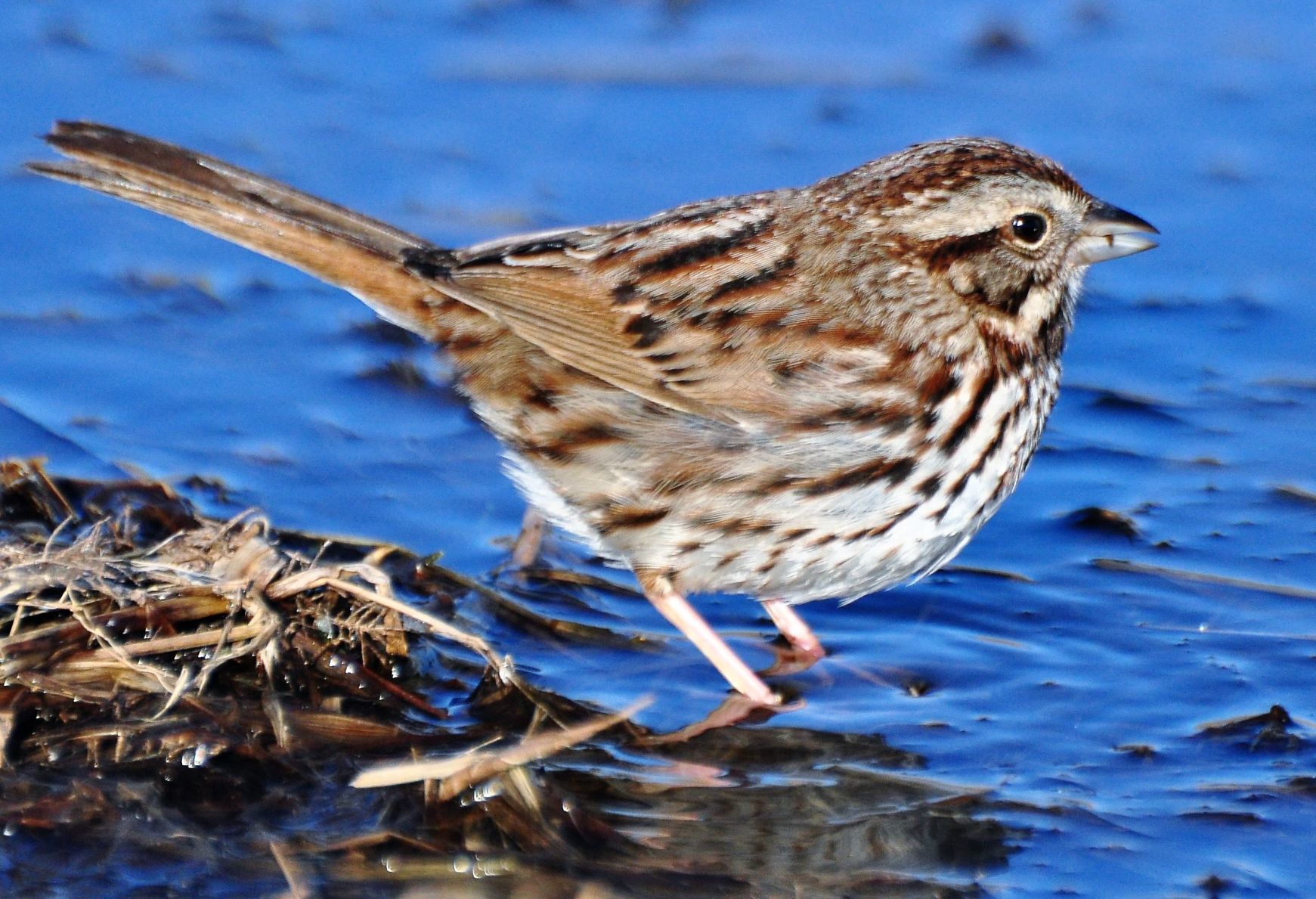 Song Sparrow